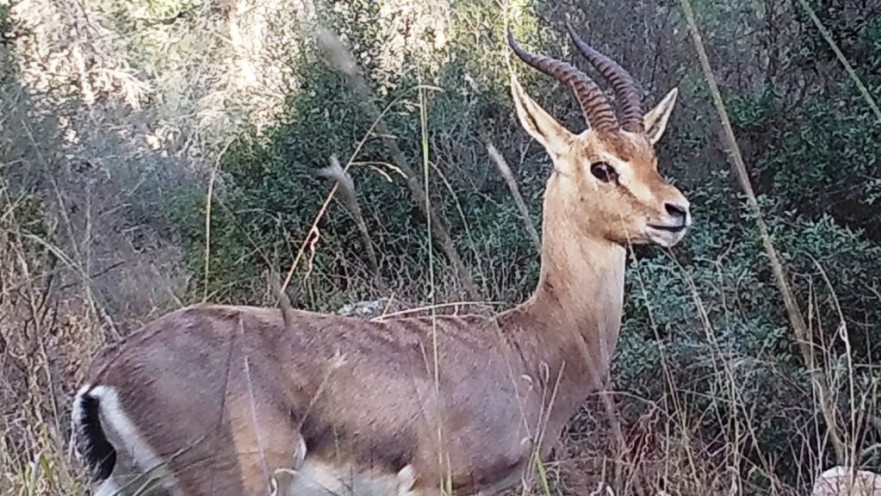 צבי ארץ-ישראלי