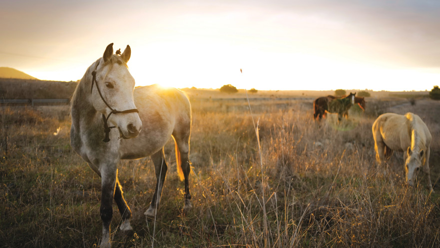 סוסי פרא בעמק החולה
