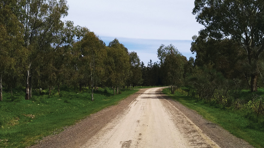 יער קצרין. קרדיט: אריאל בן זאב, ארכיון הצילומים של קק"ל