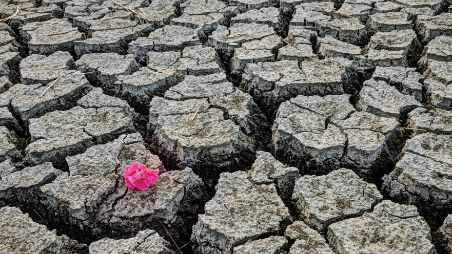 "גלות", ג'וליה פימנטו צייזלר