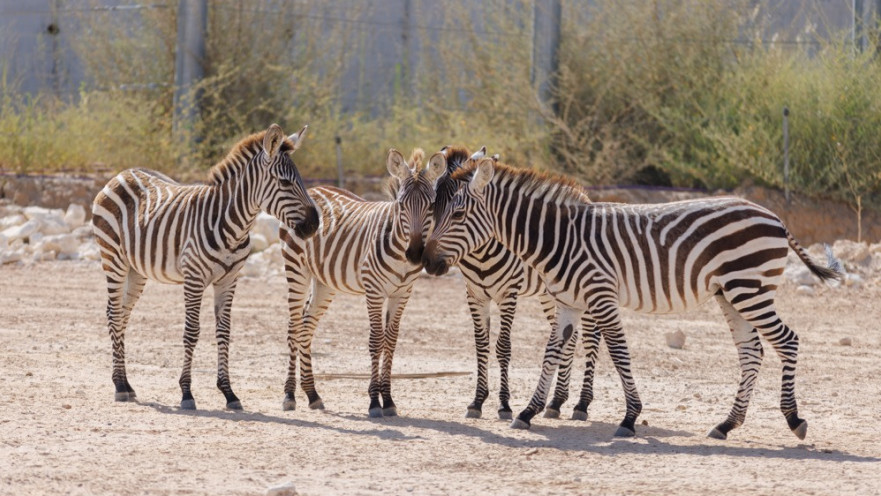  הזברות במדבריום. מימין - ג'רי