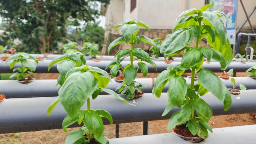 מערכת הידרופונית שמצמיחה ירקות או עלים באפריקה