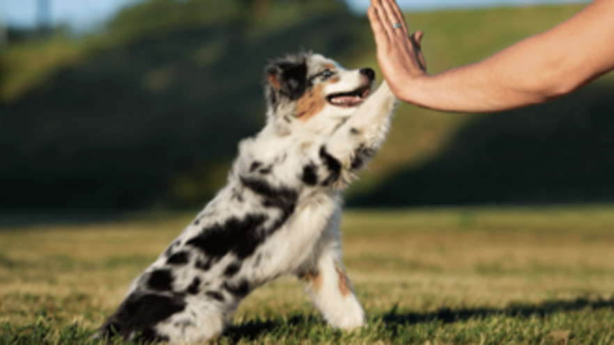 ידידו הטוב של האדם