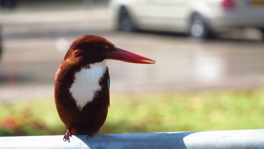 שלדג בתל אביב