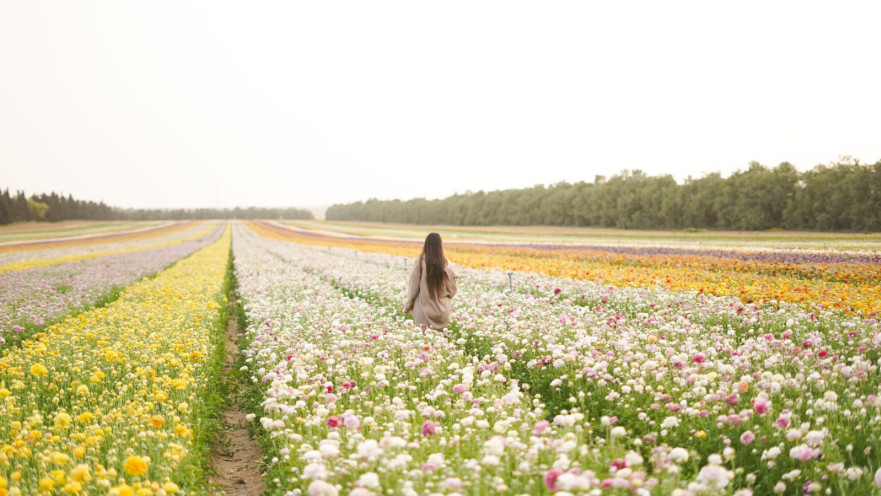שדה הנוריות בניר יצחק