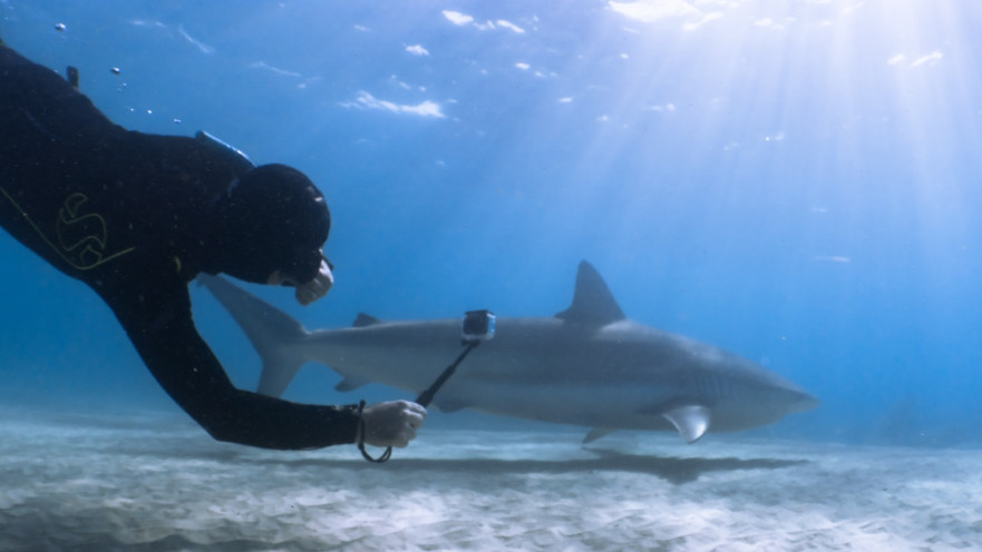 כרישים בחדרה, תמונת ארכיון