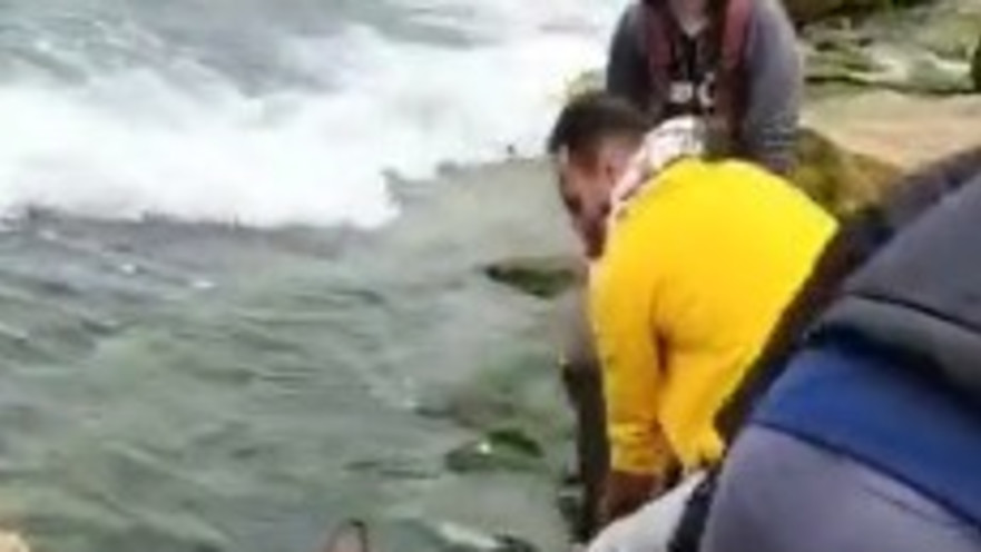 דייגים ניסו להוציא כריש מהמים