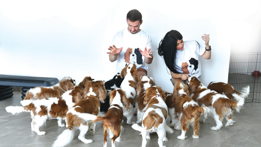 ריזורט לכלבים