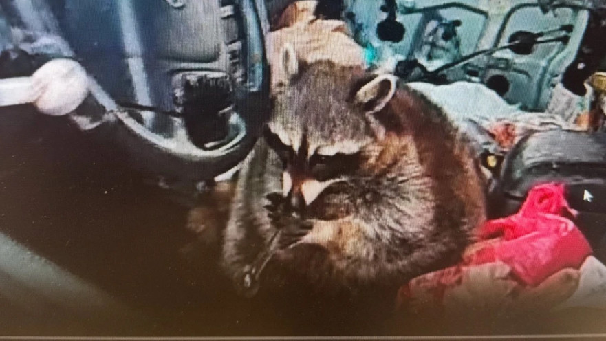 רקון נמצא מעשן מת׳