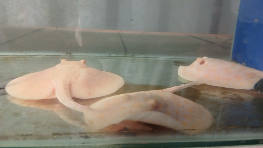 דגים ממין טריגון שנתפסו בנתב"ג