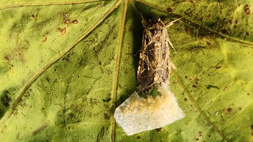 נקבת העש שמטילה את ביציה על עלה