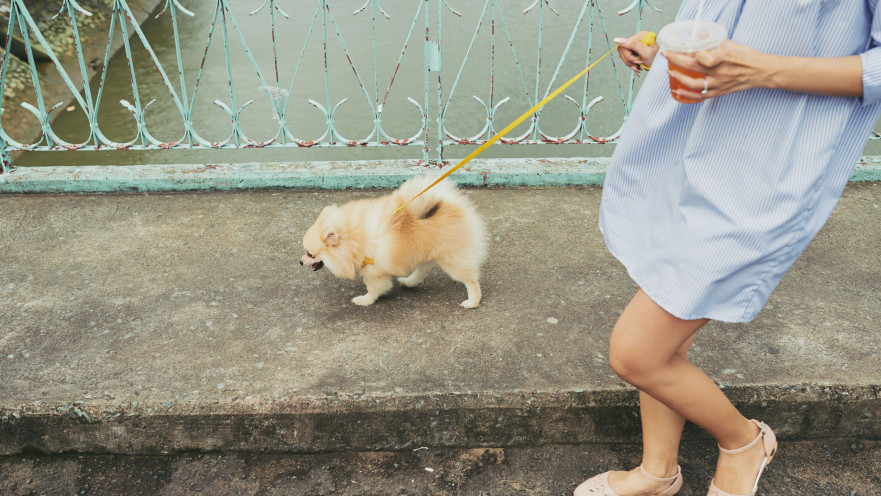 אישה מטיילת עם פומרניאן. אילוסטרציה