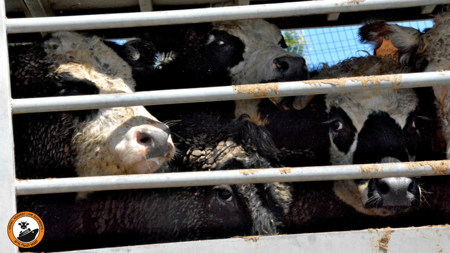 פרות במשלוחים חיים