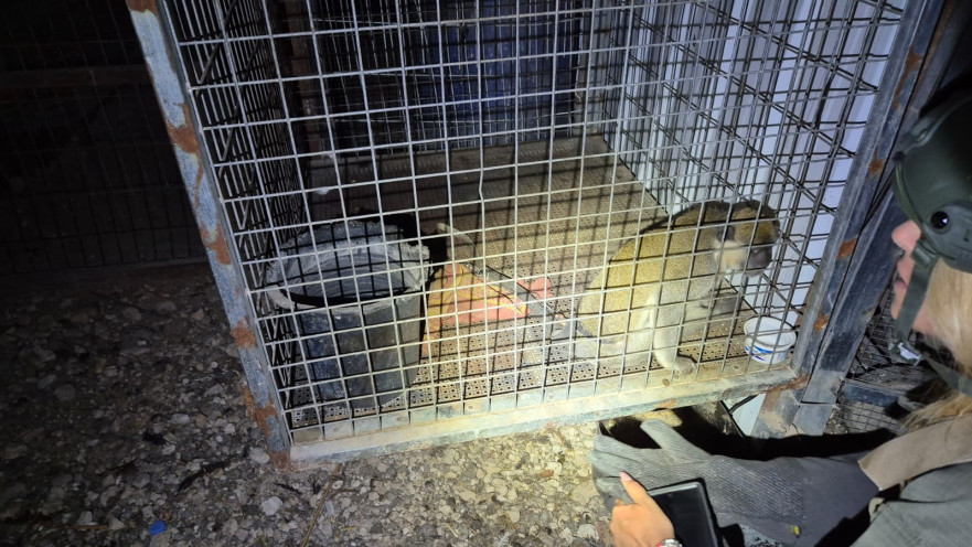 קוף מוברח שנתפס בכפר עזריה, 55 במספר