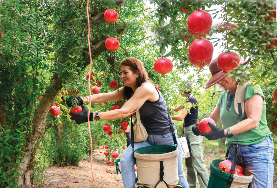 קטיף רימונים בקיבוץ כפר מנחם בדרום בחודש שעבר