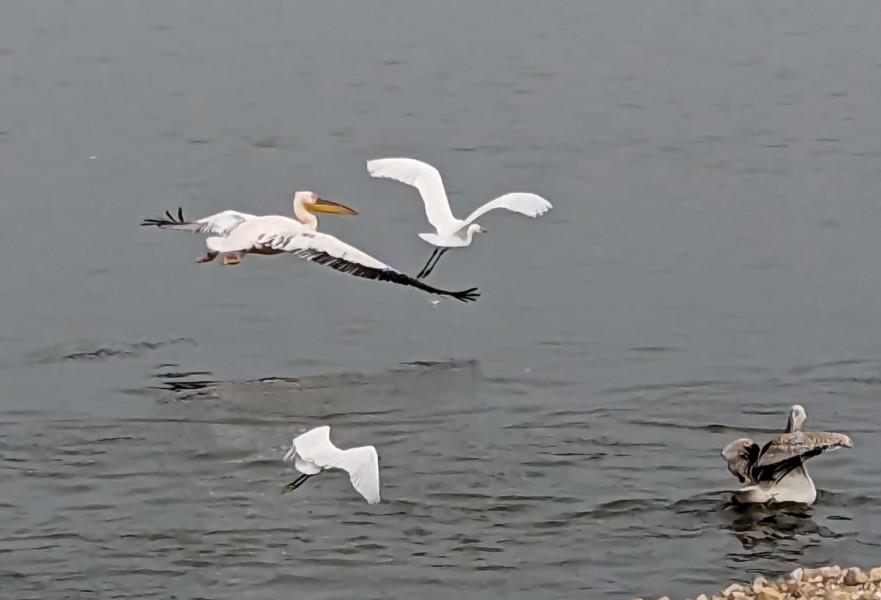 שקנאים במצפור ויקר בעמק חפר