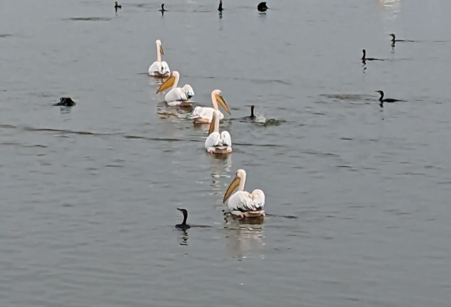 שקנאים במצפור ויקר בעמק חפר