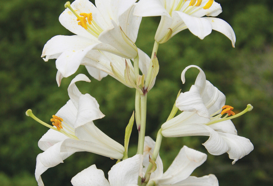 פרח שושן צחור בכרמל