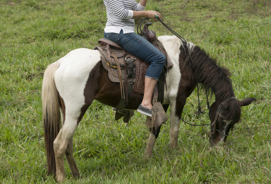 גבר טען: ''אשתי מעדיפה רכיבה על סוסים על פני''