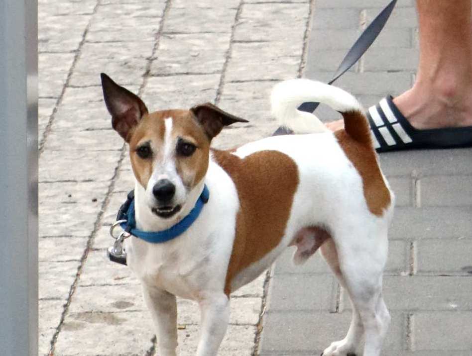 בכלל הולך על ארבע!