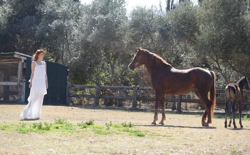 סוס יקר שמור מרחק