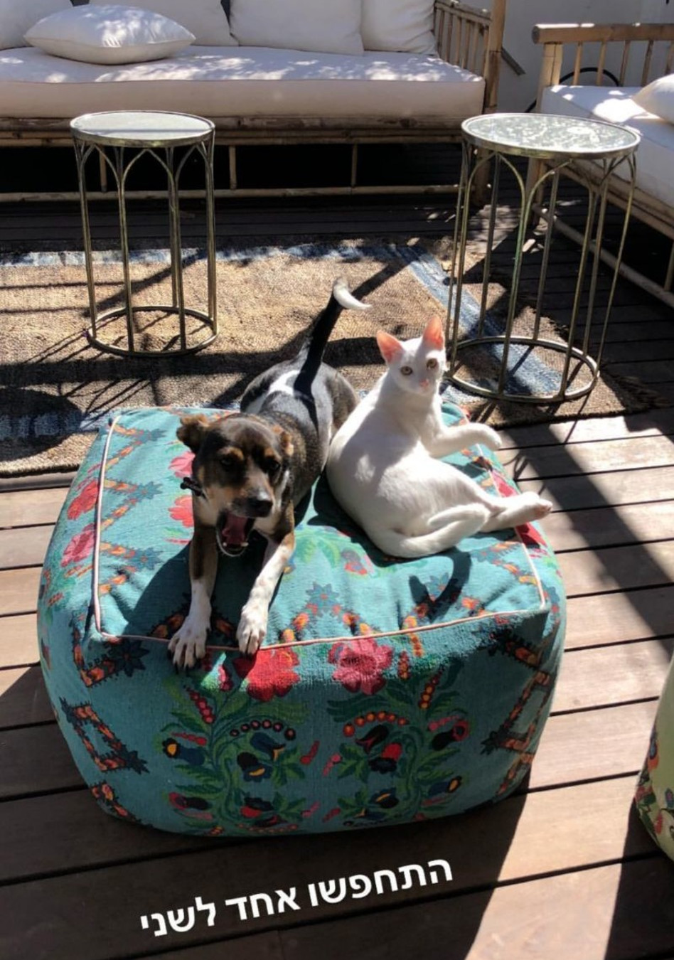 החברים הטובים שלה חזרו הביתה