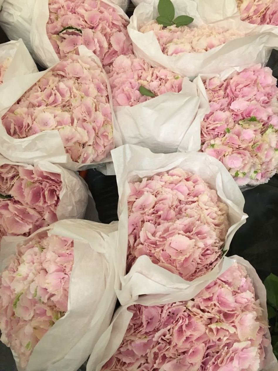 מלכת השושנים (צילום: פרטי)