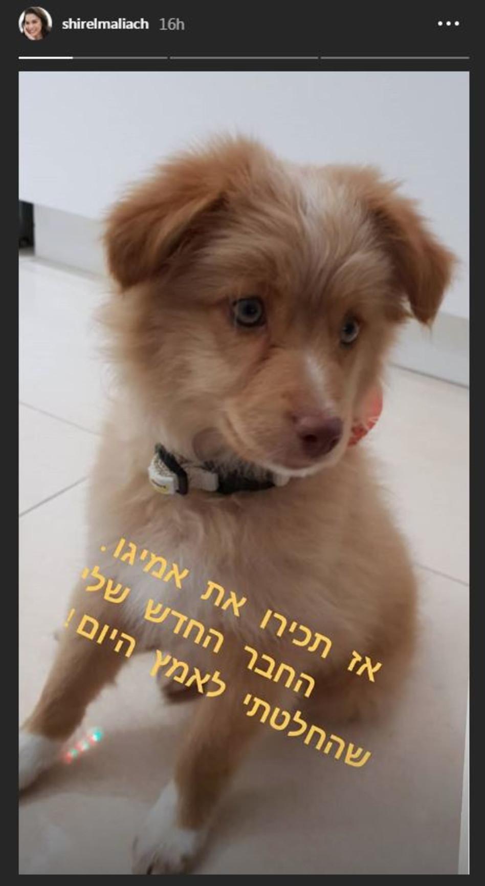 חמידות. הכלב החדש של שיר אלמליח (צילום: אינסטגרם)