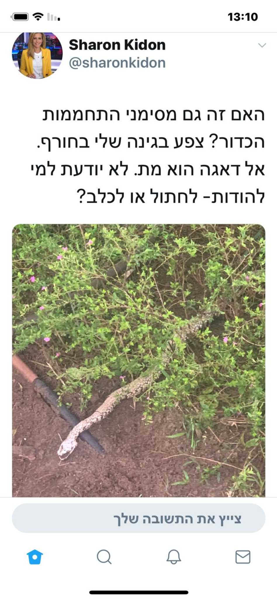 הפוסט שפרסמה כידון על הנחש (צילום: טוויטר)
