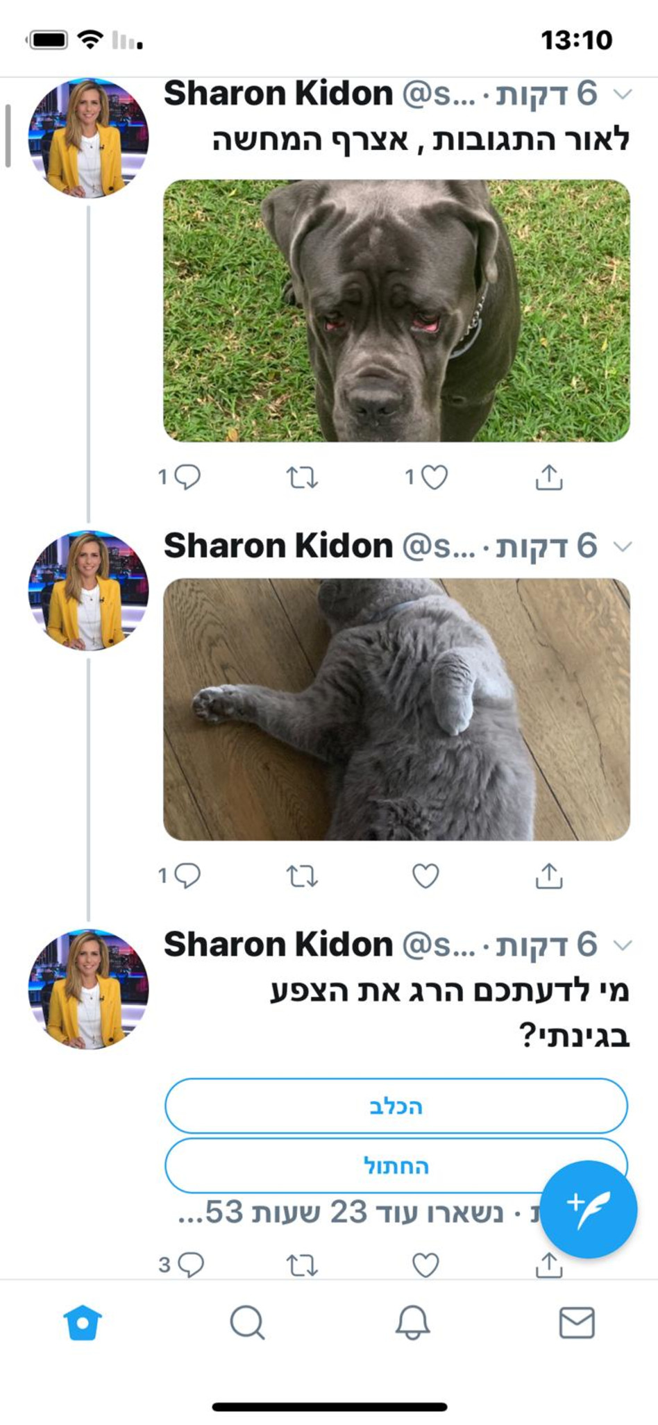 החתול או הכלב? (צילום: טוויטר)