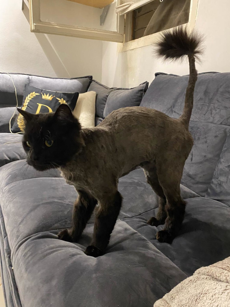 ווילי החתול של דין מירושניקוב (צילום: פרטי)