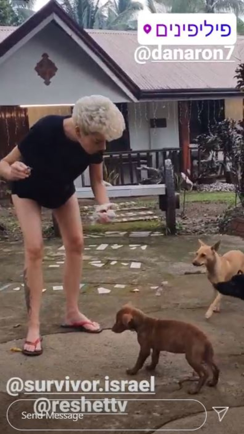 דנה רון מאכילה את הכלבים הנטושים (צילום: צילום מסך אינסטגרם)