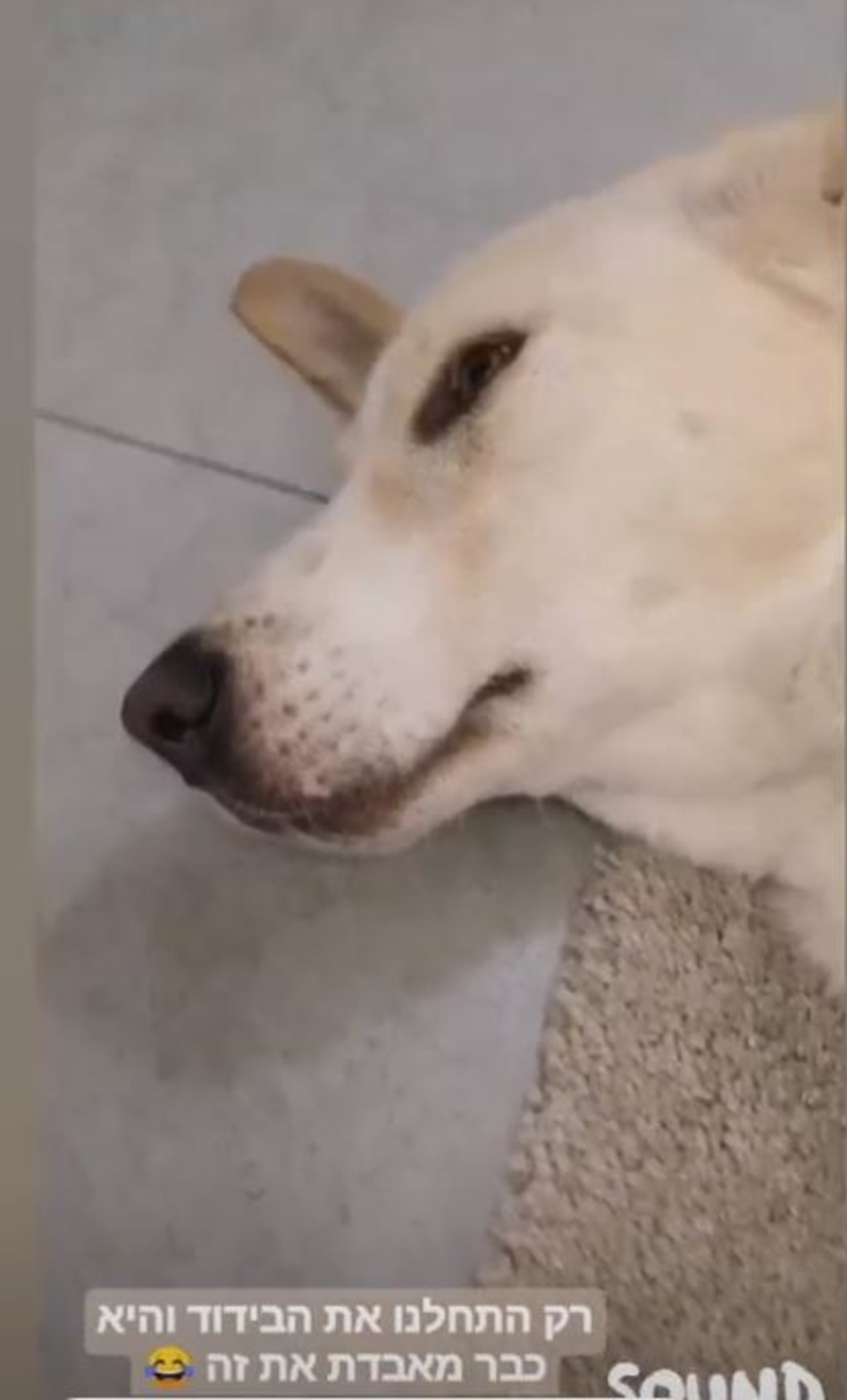 ג'ינג'ר מבואסת (צילום: צילום מסך אינסטגרם)