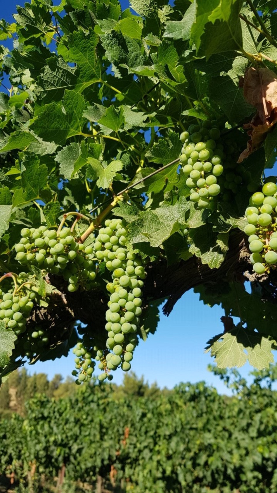 האופטימי, הלאונג' (צילום: יח''צ)