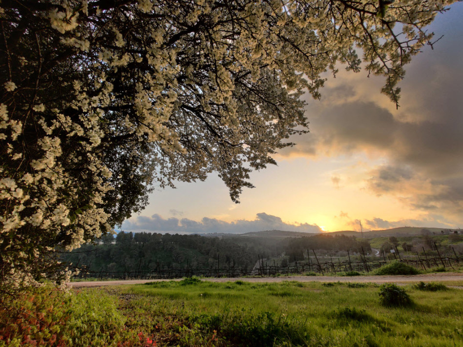 יקב הרי גליל - כרמים (צילום: יובל דקס)