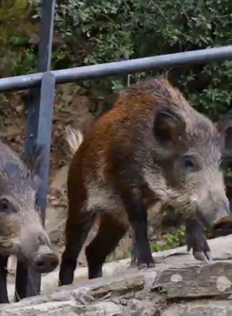 התוקפים שתועדו על ידי שאקירה (צילום: צילום מסך אינסטגרם)