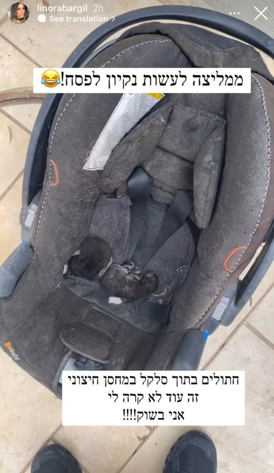 החתולים שמצאה לינור אברג'יל (צילום: צילום מסך אינסטגרם)
