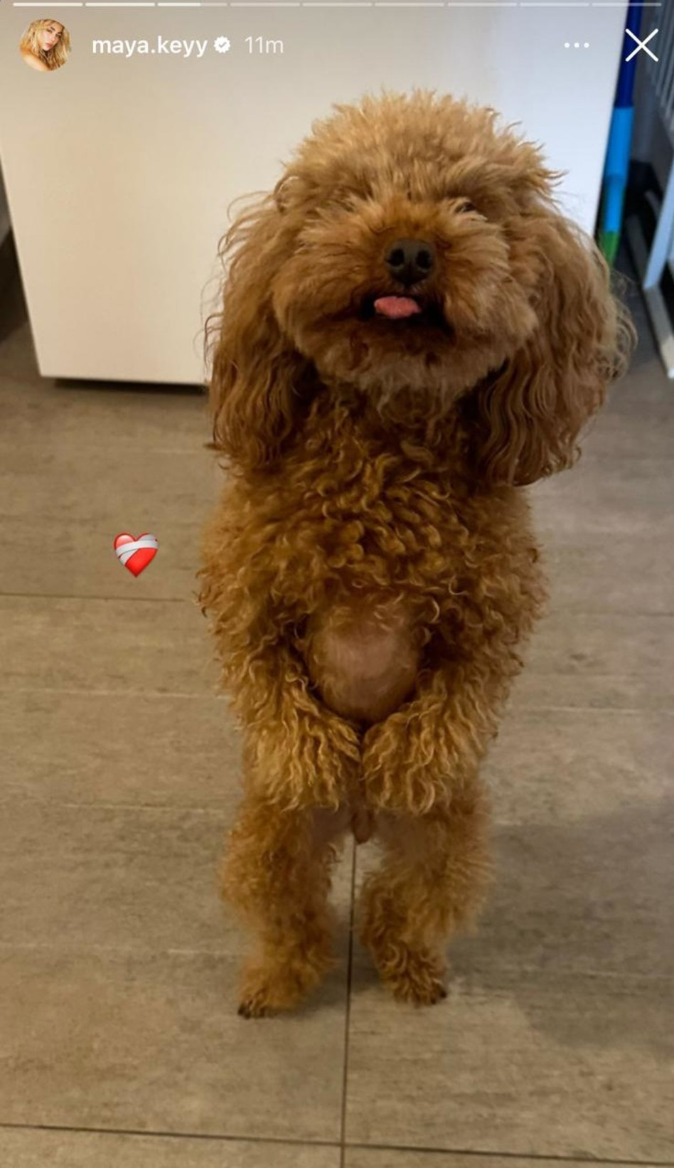 הכלבה של מאיה קיי נדרסה למוות (צילום: צילום מסך אינסטגרם)