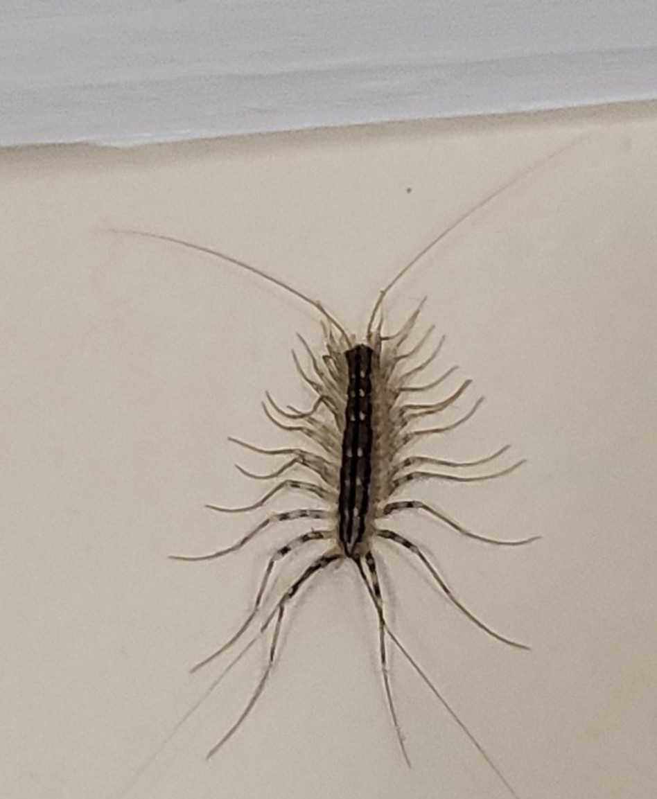 החרק שעקץ את סטפן לגר (צילום: צילום מסך אינסטגרם)