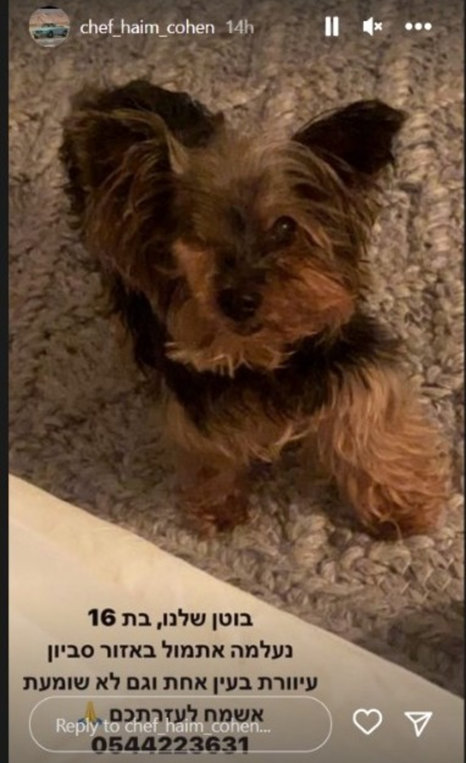 הכלבה של חיים כהן אבדה (צילום: צילום מסך אינסטגרם)