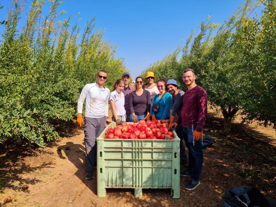 עובדי החברה בקטיף בדרום (צילום: באדיבות ברקת)