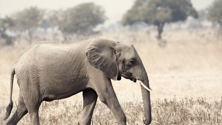 &quot;איזה סאקר המוכר&quot;. צילום: אינג אימג'