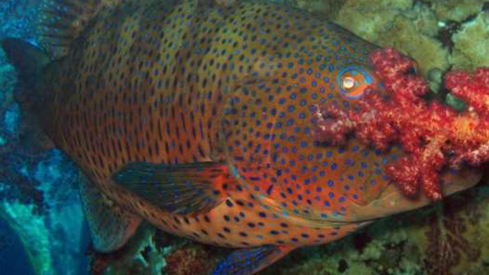 שונית האלמוגים בחוץ קצא''א באילת 