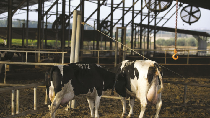 &quot;היינו בתוך שטיפת המוח שחלב זה בריא&quot;. צילום: רויטרס