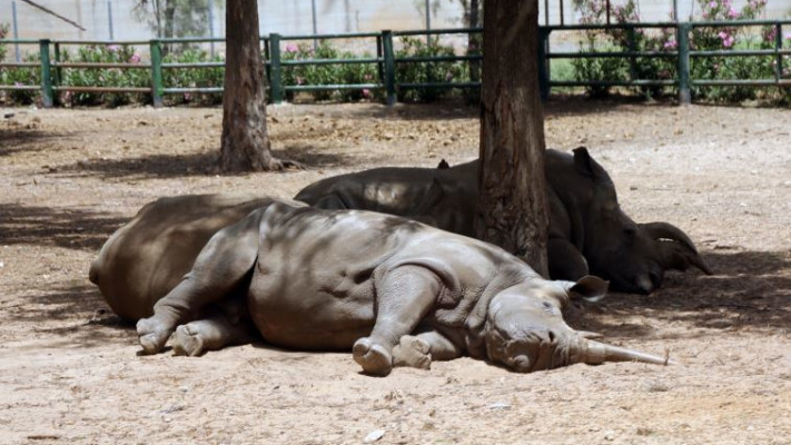 שרב בספארי. צילום: אלוני מור