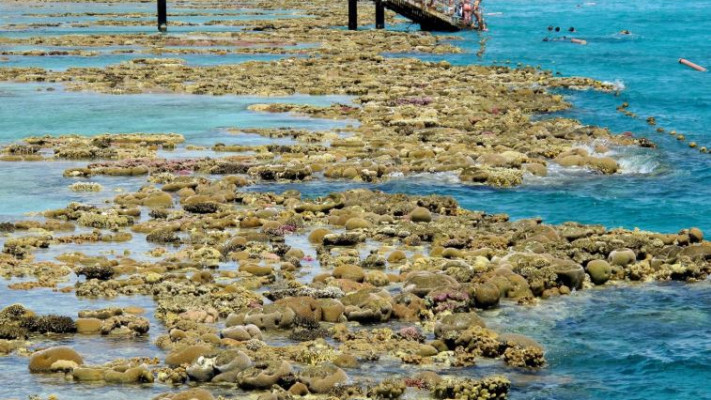 חוף האלמוגים באילת