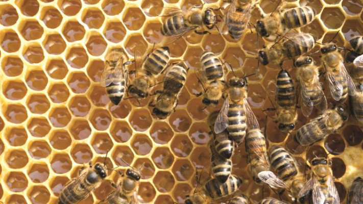 עוקצות רק אם יש להן סיבה טובה