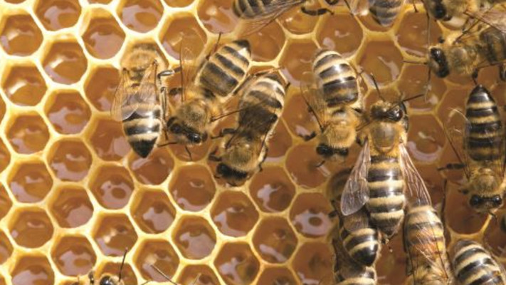 דבורים, דבש