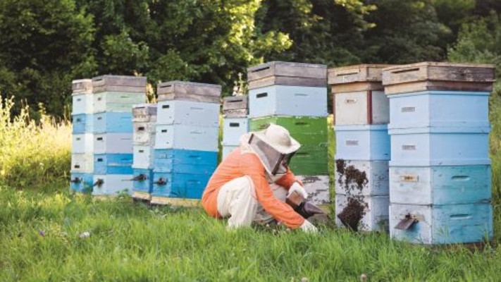 דבוראי רודה דבש מכוורת