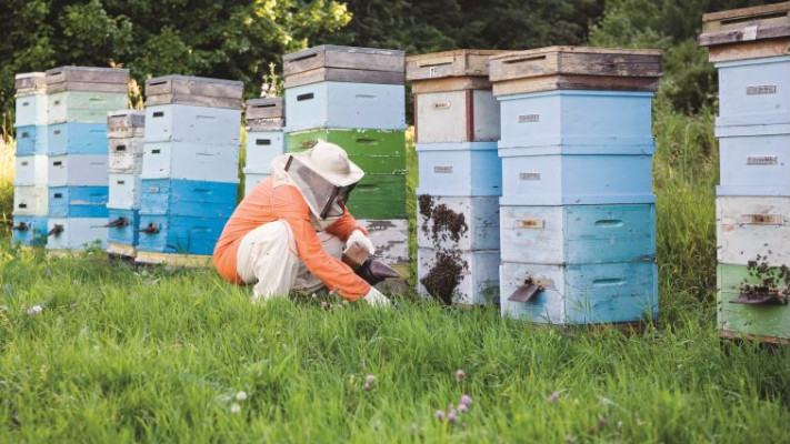 כוורות דבורים